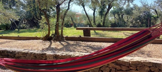 Olive trees in Tornac