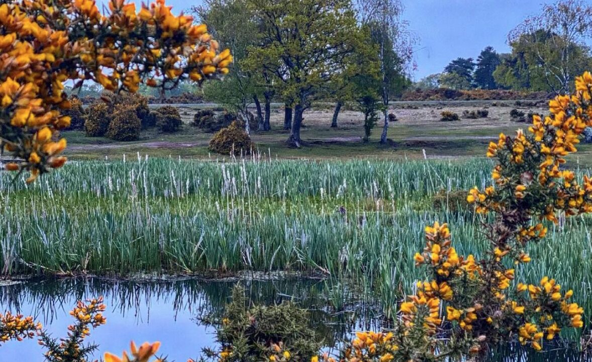 Photo of Outdoor in New Forest District