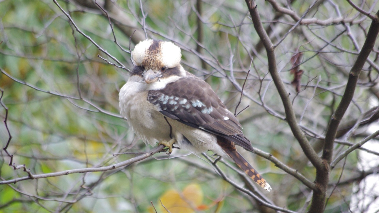 Photo of Others in Mount Toolebewong